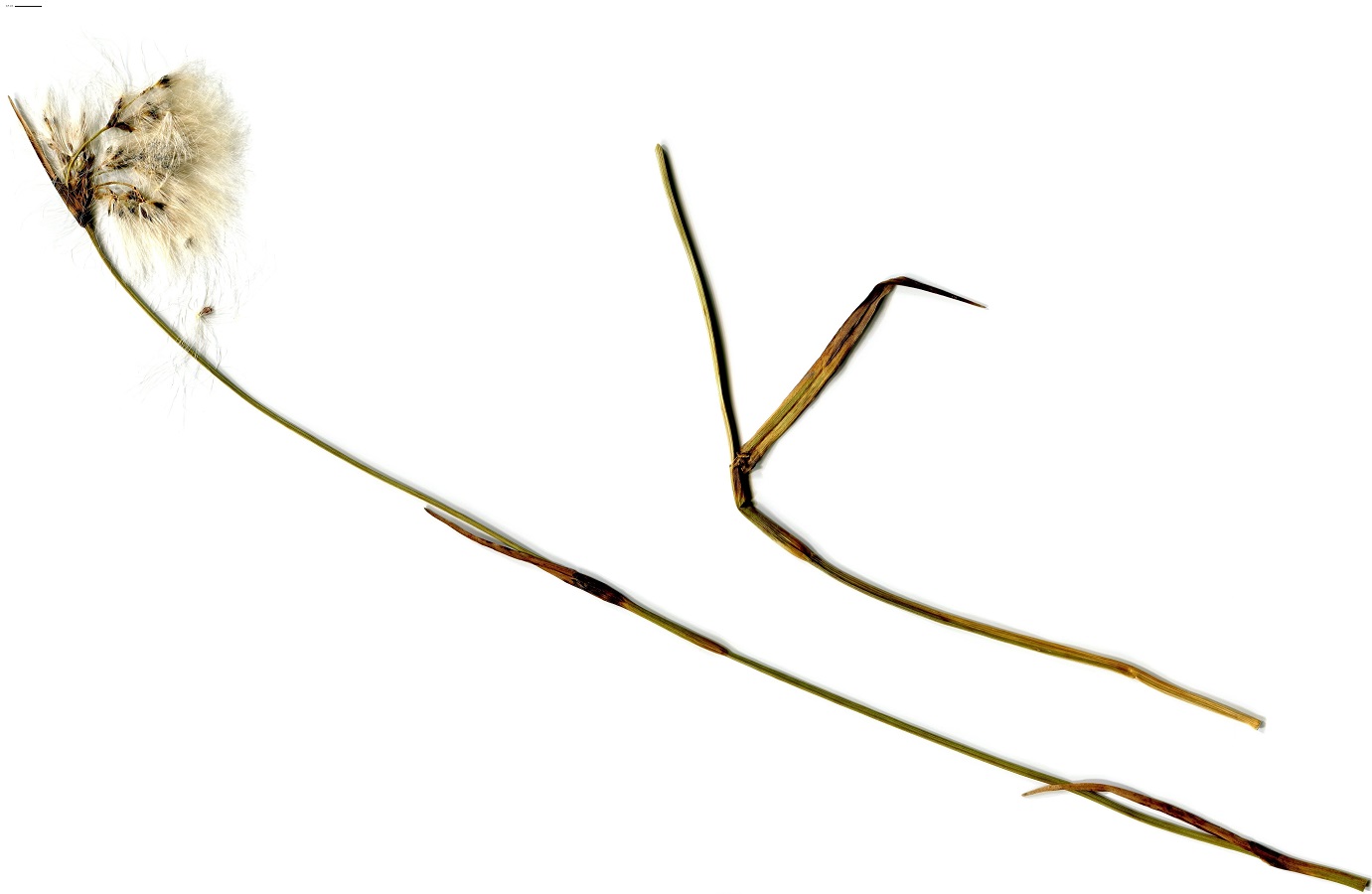 Eriophorum latifolium (Cyperaceae)